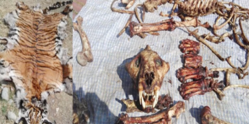 Poaching still a concern despite Bhutan’s strong conservation laws and surveillance